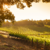 Florence Airport's Rooftop Vineyard Redefines Travel Experience